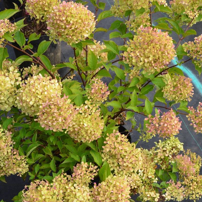 Hortensia paniculata Romantic Ace® 'Renvagor', Hydrangea paniculata à fleurs Rose - feuillage Caduc - Pot de 1,5L - 10/20 cm-  hauteur à maturité De 1 - Image 3