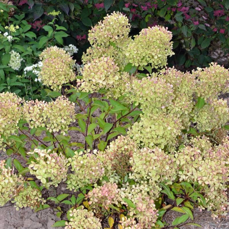 Hortensia paniculata Romantic Ace® 'Renvagor', Hydrangea paniculata à fleurs Rose - feuillage Caduc - Pot de 1,5L - 10/20 cm-  hauteur à maturité De 1 - Image 5