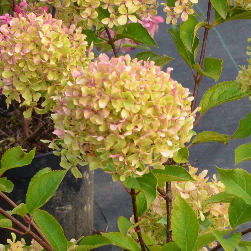 Hortensia paniculata Romantic Ace® 'Renvagor', Hydrangea paniculata à fleurs Rose - feuillage Caduc - Pot de 1,5L - 10/20 cm-  hauteur à maturité De 1 - Image 2