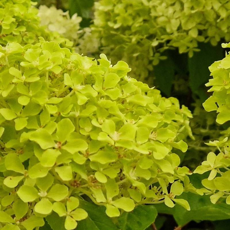 Hortensia paniculata Romantic Ace® 'Renvagor', Hydrangea paniculata à fleurs Rose - feuillage Caduc - Pot de 1,5L - 10/20 cm-  hauteur à maturité De 1 - Image 6