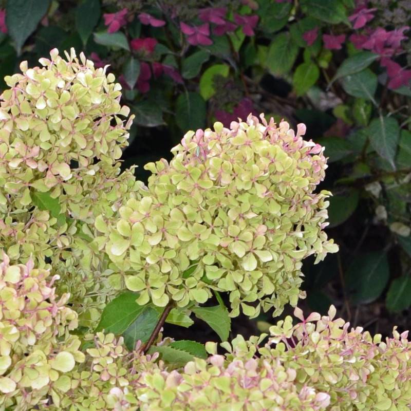 Hortensia paniculata Romantic Ace® 'Renvagor', Hydrangea paniculata à fleurs Rose - feuillage Caduc - Pot de 1,5L - 10/20 cm-  hauteur à maturité De 1 - Image 4