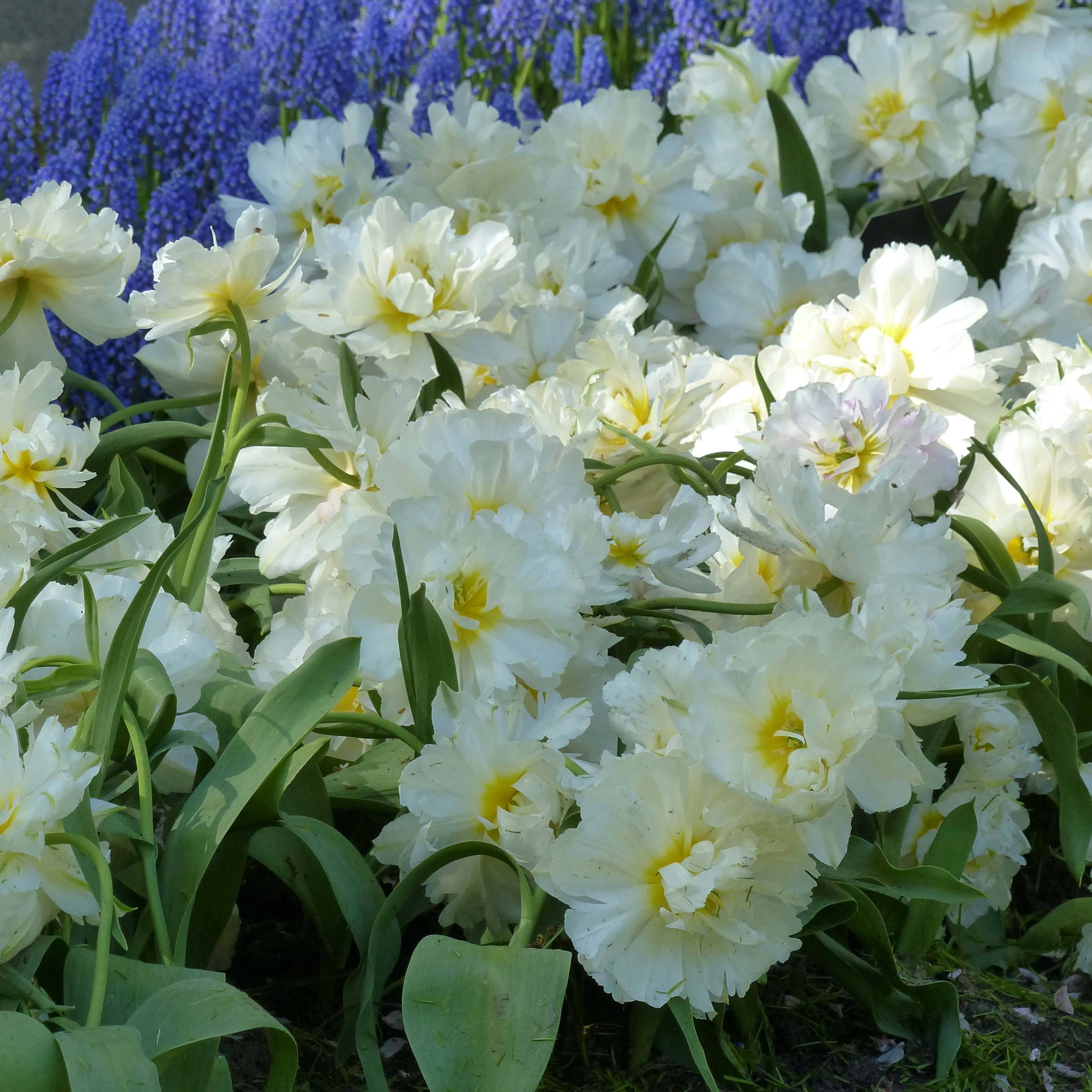 Promesse de Fleurs - Tulipe double hâtive Cardinal Mindszenty Bulbe calibre 11+ (par 6)