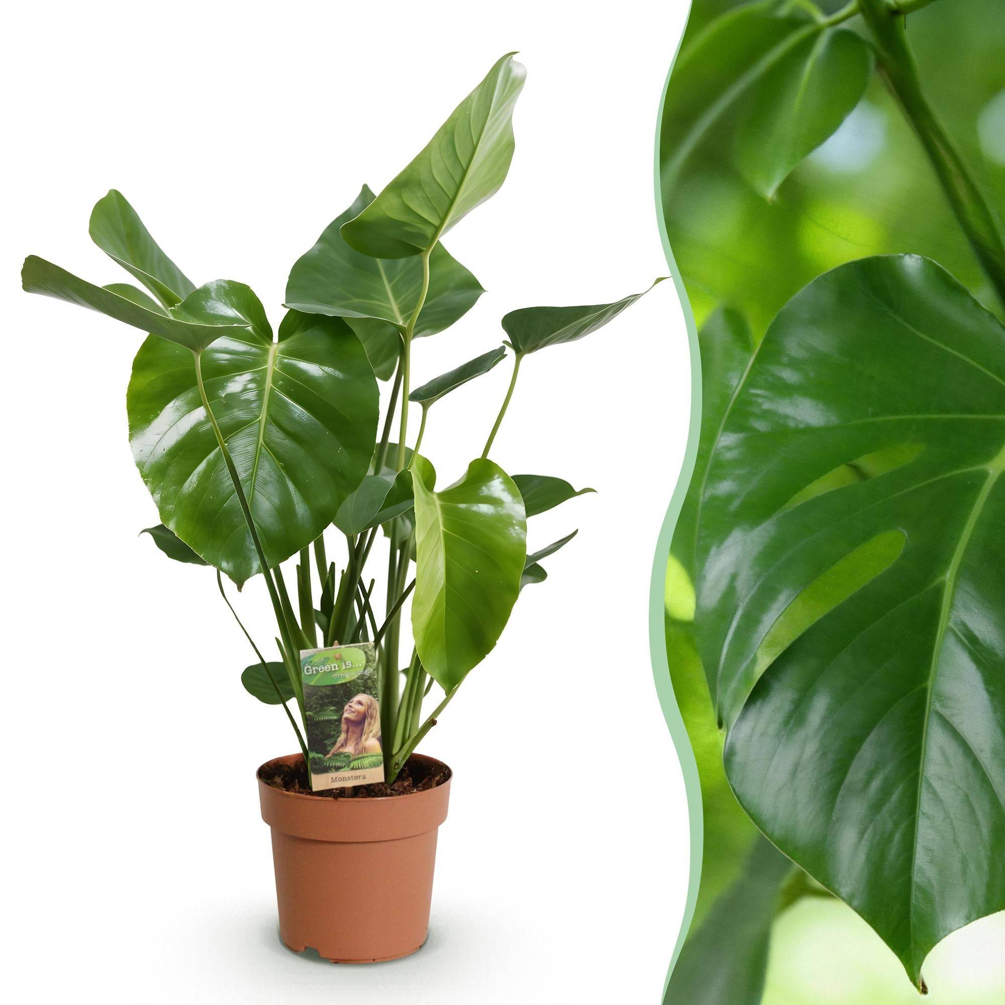 Monstera Deliciosa - H55cm - Image 2