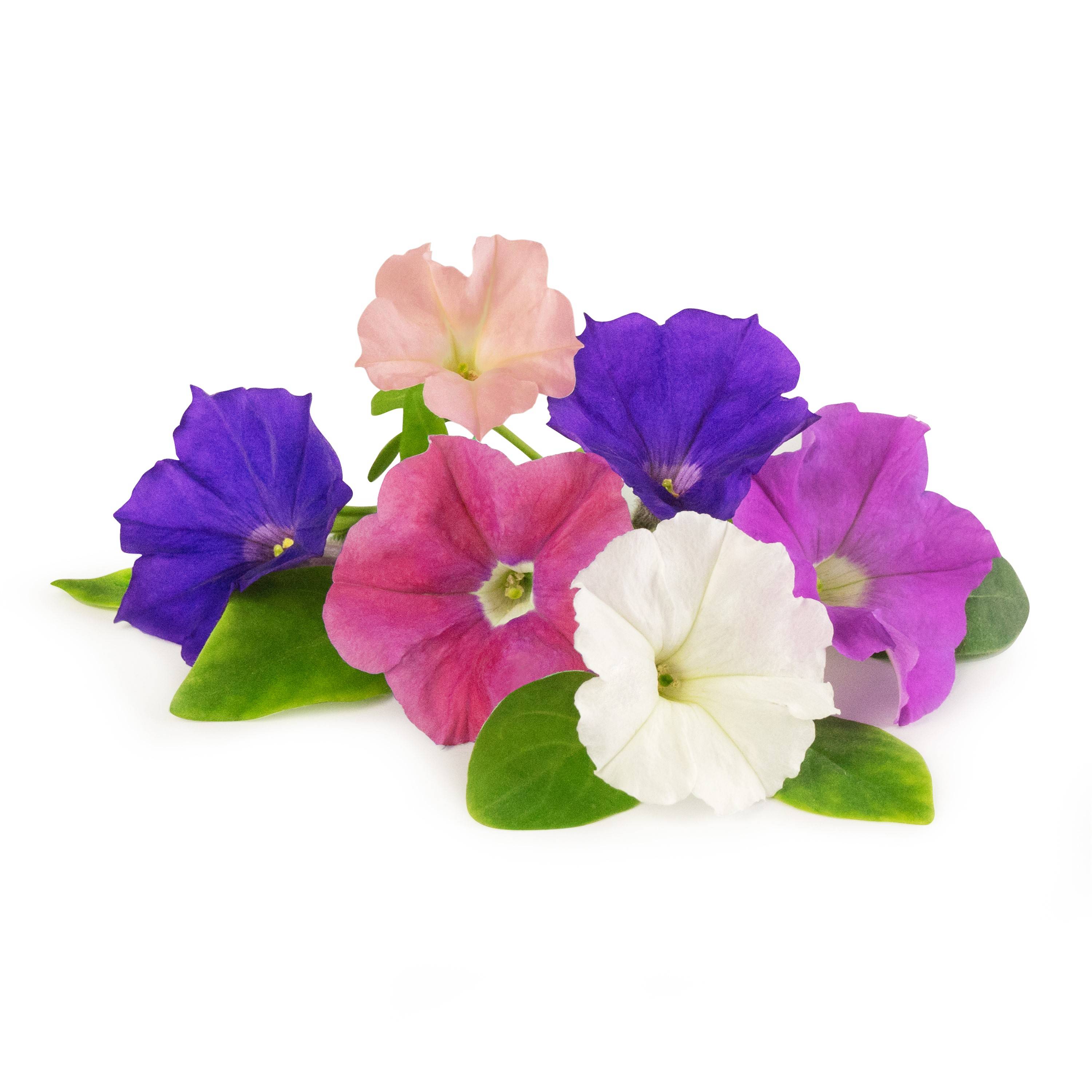 Veritable - Lingot Pétunia - Recharge prête à l'emploi - Véritable - Image 2