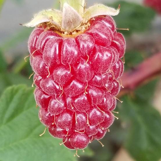 Promesse de Fleurs - Mûre Medana Tayberry - Mûre-framboise Pot de 1,5L/2L