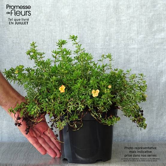 Potentilla fruticosa Marian Red Robin - Potentille arbustive Pot de 1L/1,5L - Image 2