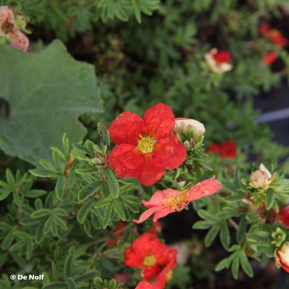 Potentilla fruticosa Marian Red Robin - Potentille arbustive Pot de 1L/1,5L - Image 1