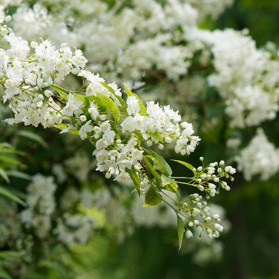 Promesse de Fleurs - Deutzia gracilis - Deutzie Godet de 8/9 cm - Image 1