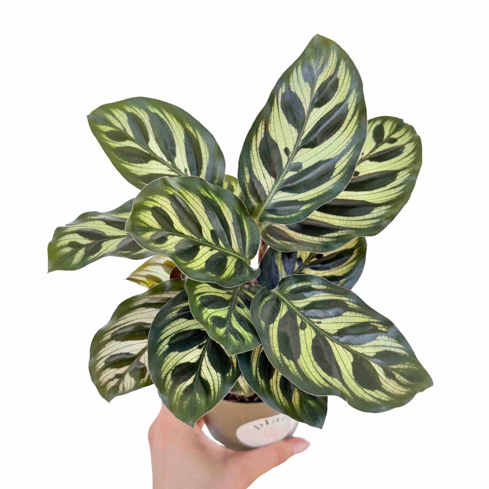 Calathea Makoyana - Pot de 6cm - Plantes d'intérieur - Image 7