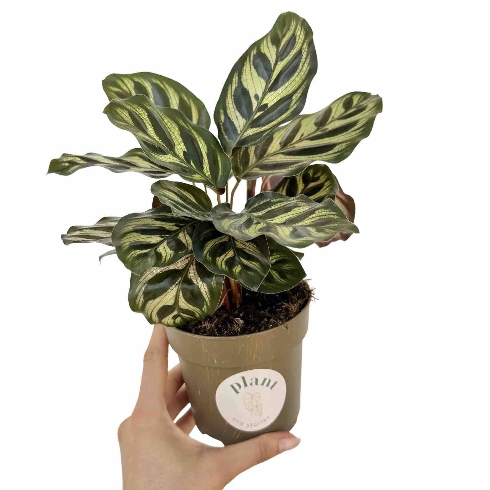 Calathea Makoyana - Pot de 6cm - Plantes d'intérieur - Image 8