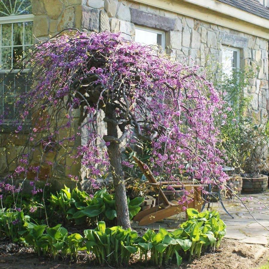 Promesse de Fleurs - Cercis canadensis Lavender Twist - Gainier du Canada pleureur rose Pot de 3L/4L