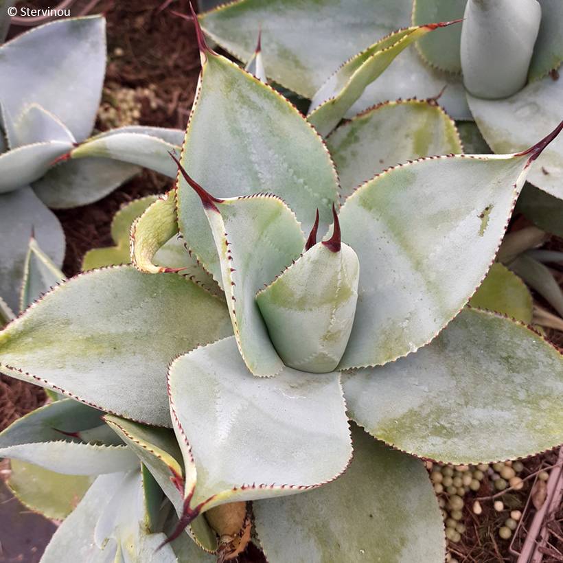 Agave pygmae Dragon Toes Pot de 3L/4L