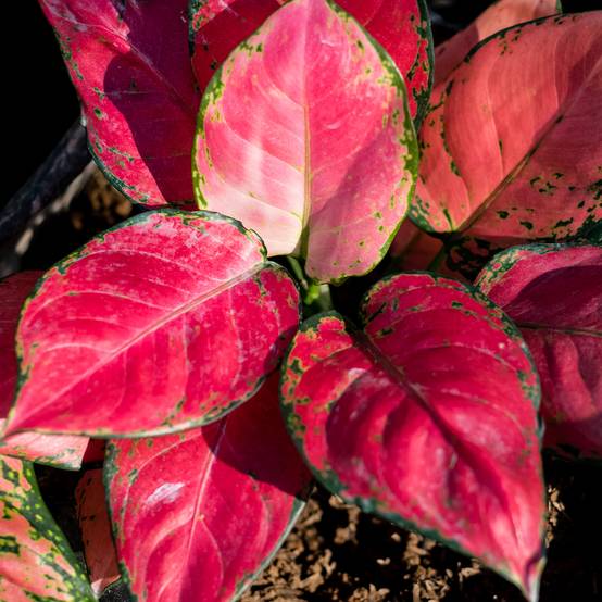 Promesse de Fleurs - Aglaonema Rich Red Mini-plante