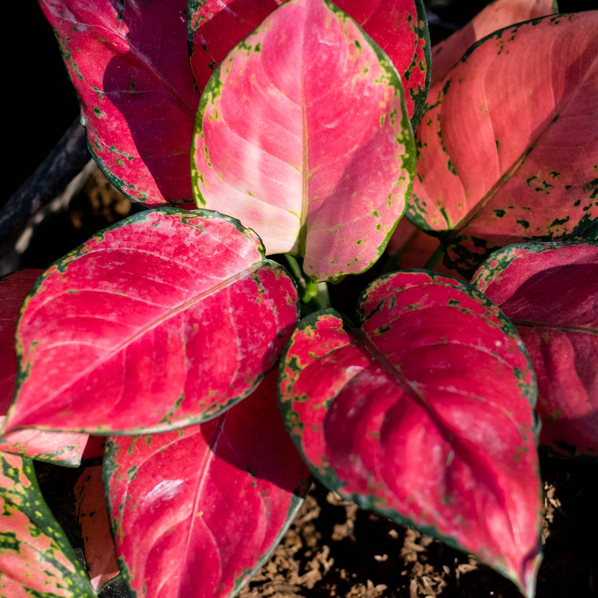 Promesse de Fleurs - Aglaonema Rich Red Mini-plante