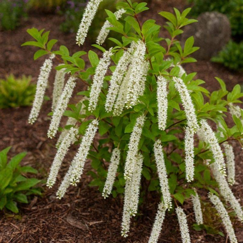 Itéa de Virginie 'Henry's Garnet' (Itea virginica 'Henry's Garnet') - Godet 9cm - Pépinières Naudet
