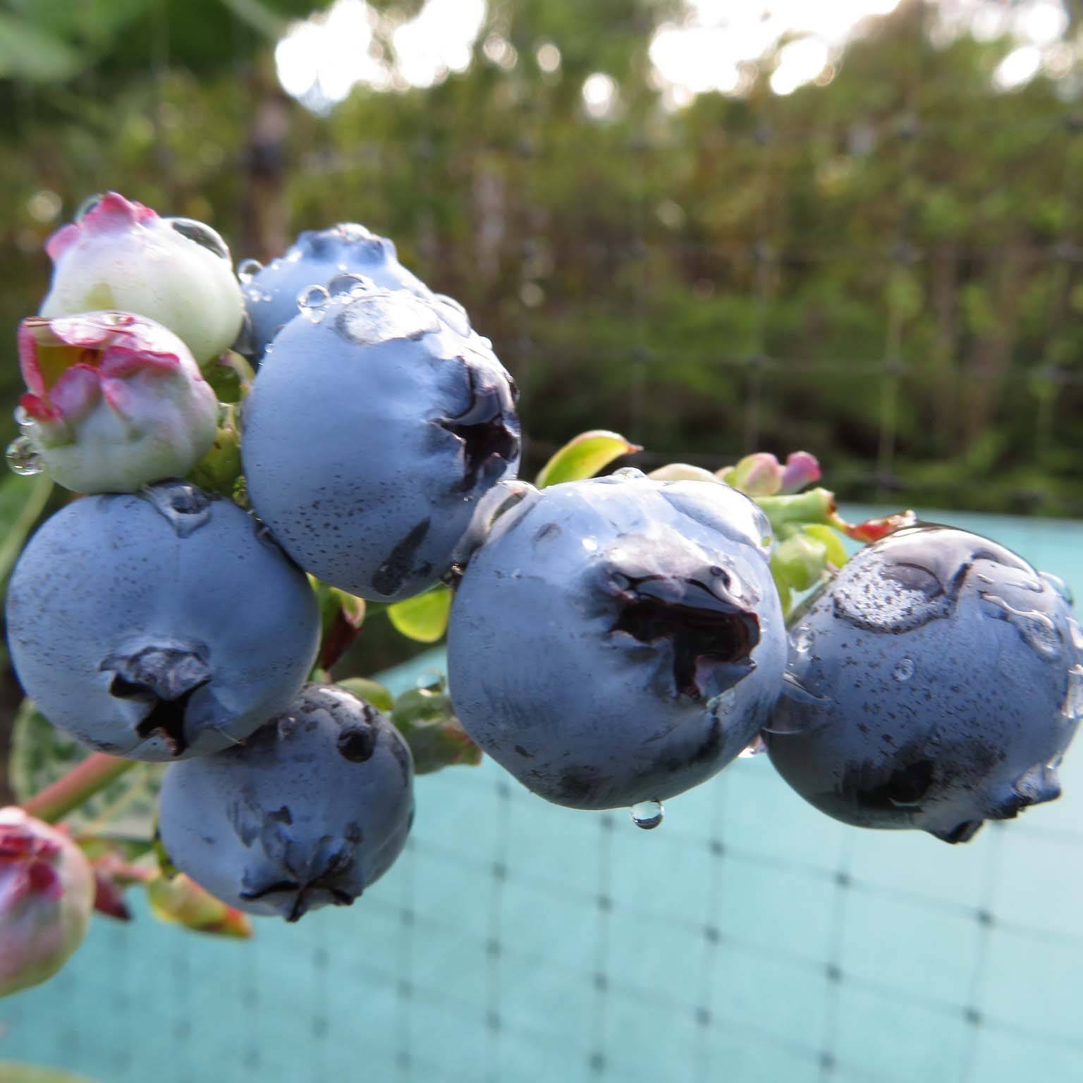 Vaccinium corymbosum Hortblue Petite - myrtillier d'Amérique Pot de 2L/3L, Buisson