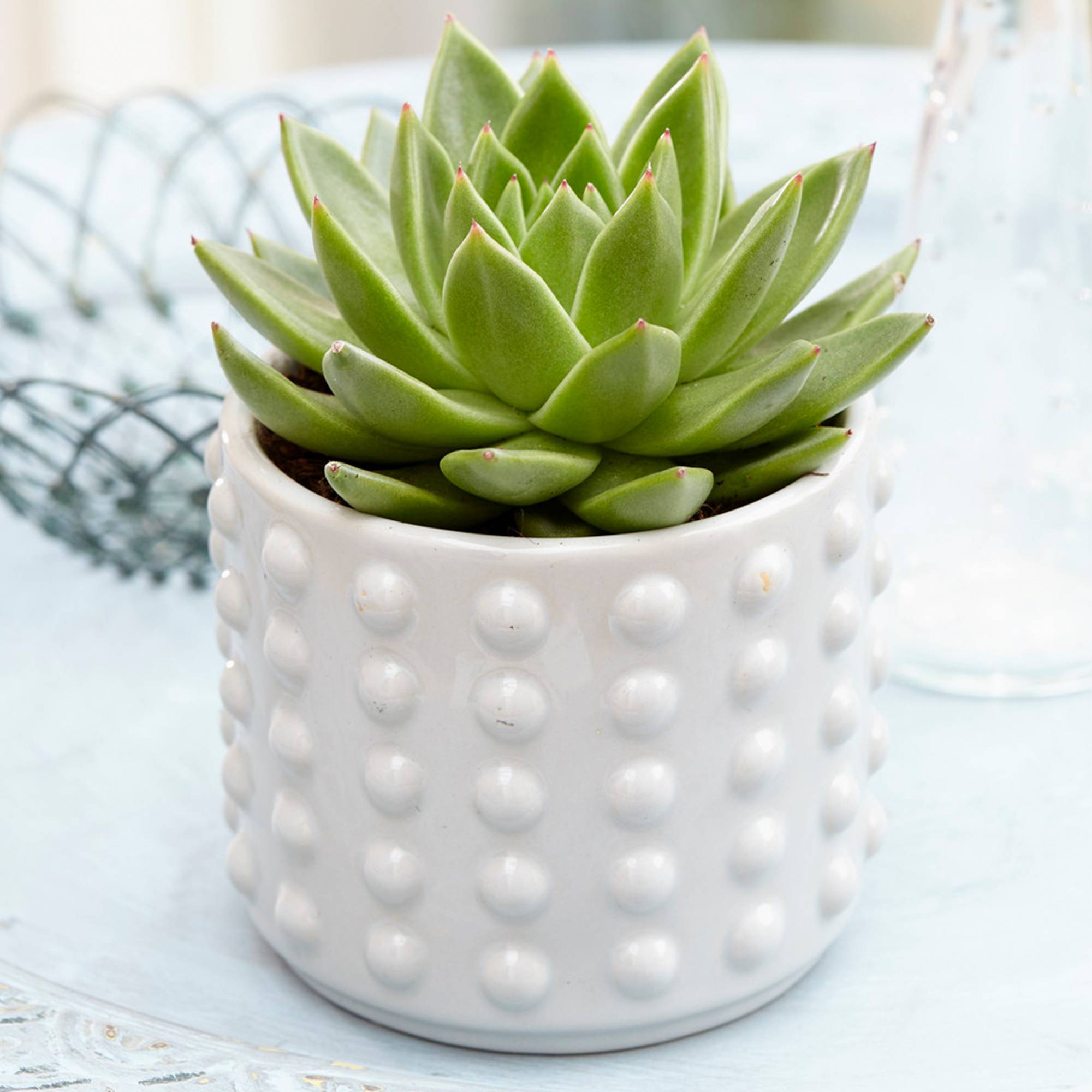 Gardenersdream - Echeveria Miranda À Feuilles Persistantes De Qualité 10-20Cm Meilleure Plante D'Intérieur En Pot - GardenersDream - Image 1