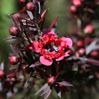 Leptospermum Winter Cheer, Arbre à thé à fleurs Rouge - feuillage Persistant - Pot de 3L - 20/40 cm- hauteur à maturité De 1,00 m à 1,50 m