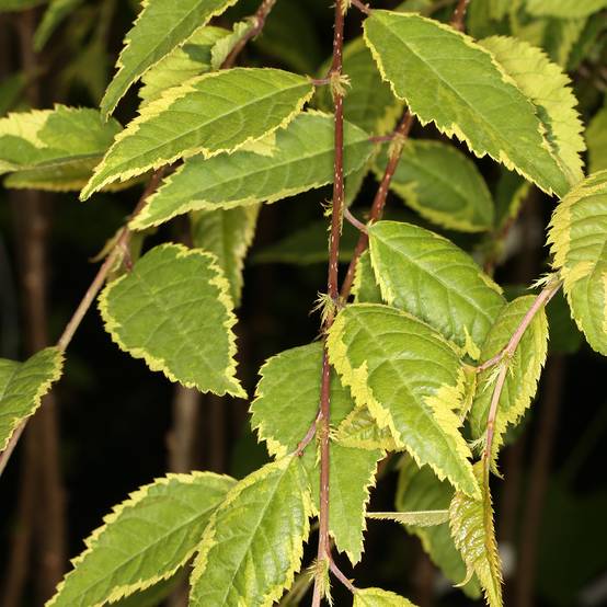 Cerisier à fleurs du Japon - Prunus incisa Frilly Frock Pot de 7,5L/10L, Tige - Image 1