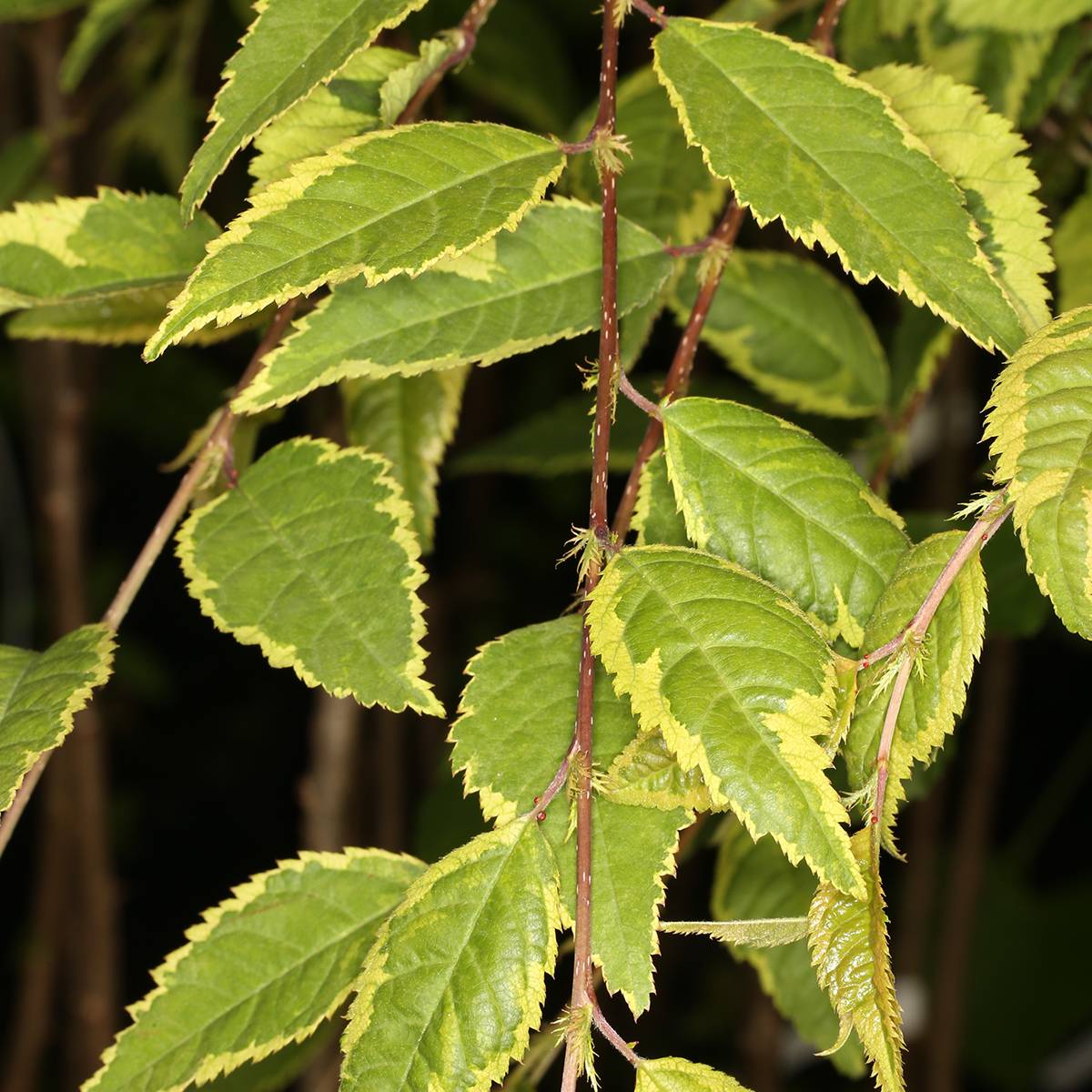 Cerisier à fleurs du Japon - Prunus incisa Frilly Frock Pot de 7,5L/10L, Tige - Image 1