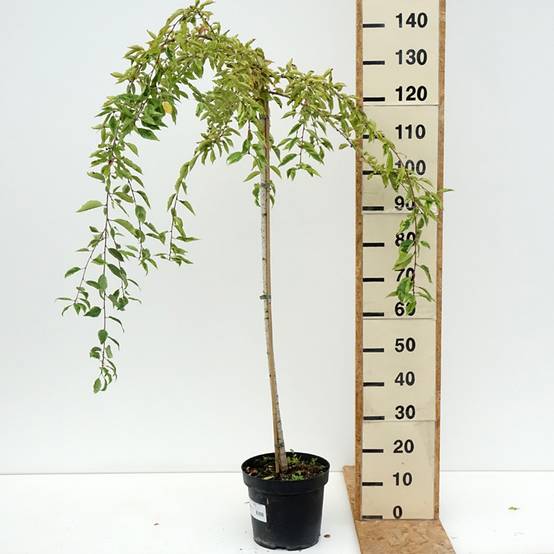 Cerisier à fleurs du Japon - Prunus incisa Frilly Frock Pot de 7,5L/10L, Tige - Image 2