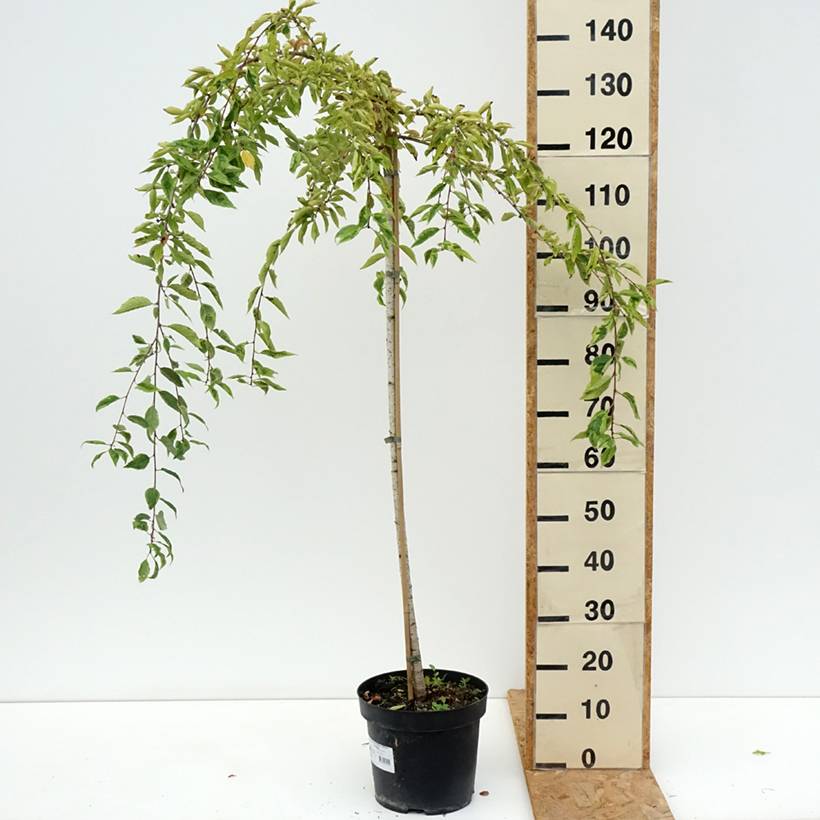Cerisier à fleurs du Japon - Prunus incisa Frilly Frock Pot de 7,5L/10L, Tige - Image 2
