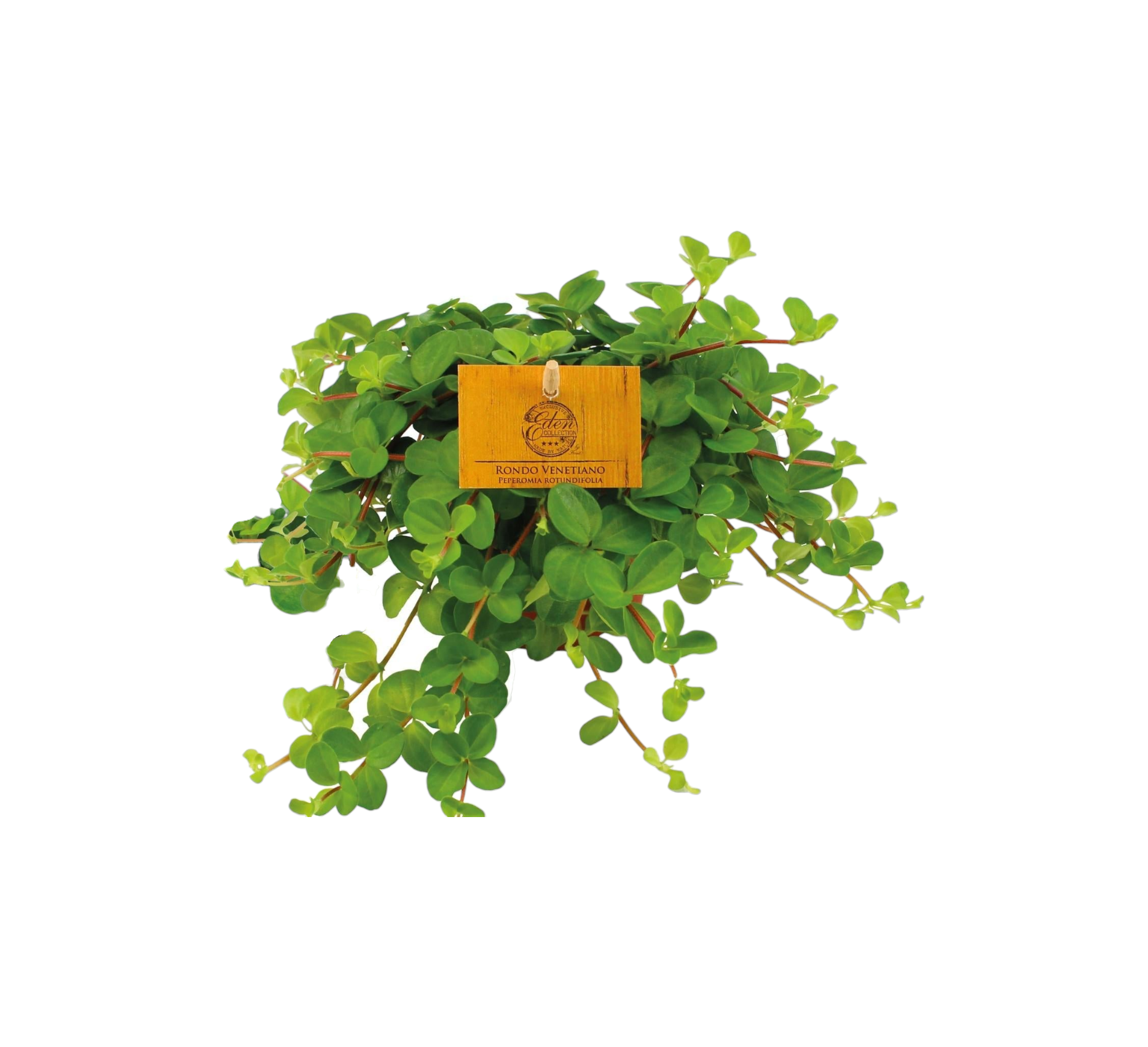 Peperomia Rotundifolia 15cm - Plante d'intérieur- La Green Touch - Image 1