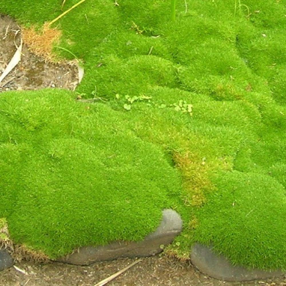 Scleranthus uniflorus - Scléranthe  Godet de 8/9 cm