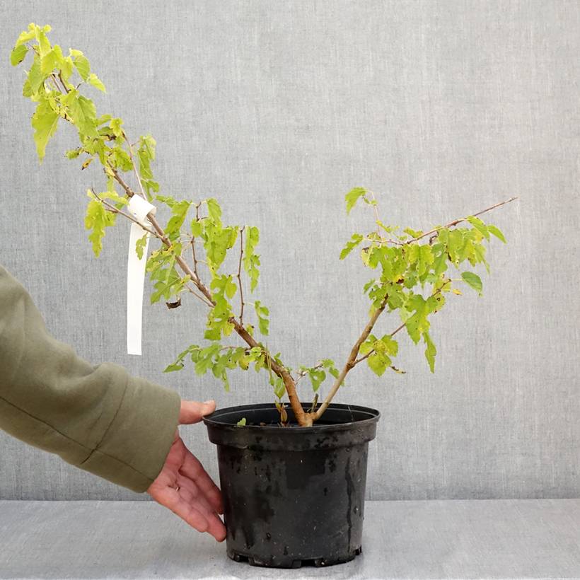 Morus alba Milanowek - Mûrier blanc Pot de 3L/4L - Image 2