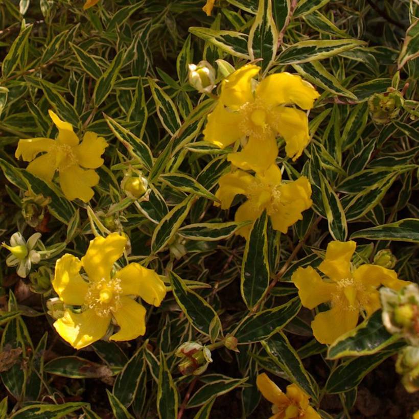 Promesse de Fleurs - Hypericum Hidcote Limelight - Millepertuis panaché Pot de 3L/4L - Image 1