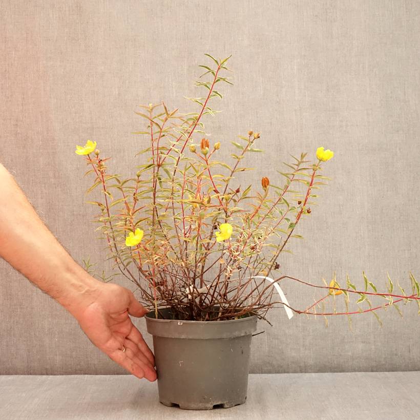 Promesse de Fleurs - Hypericum Hidcote Limelight - Millepertuis panaché Pot de 3L/4L - Image 2