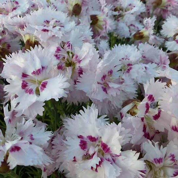 Promesse de Fleurs - Dianthus plumarius Ine - Oeillet mignardise Godet de 8/9 cm