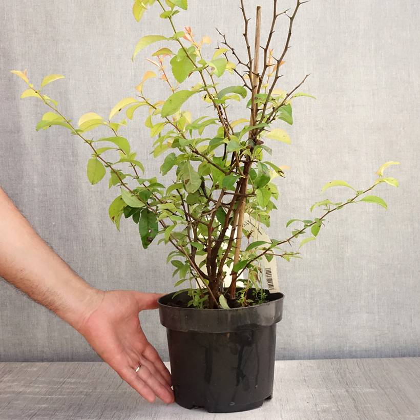 Promesse de Fleurs - Cognassier du Japon Clementine - Chaenomeles superba Pot de 3L/4L - Image 2
