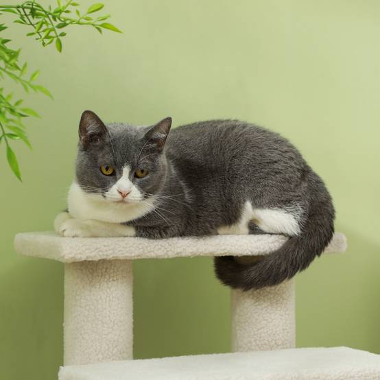 Escalier animaux 4 marches peluche aide montée chat chien blanc crème 60cm - ComfortXL Outdoor Living - Image 6