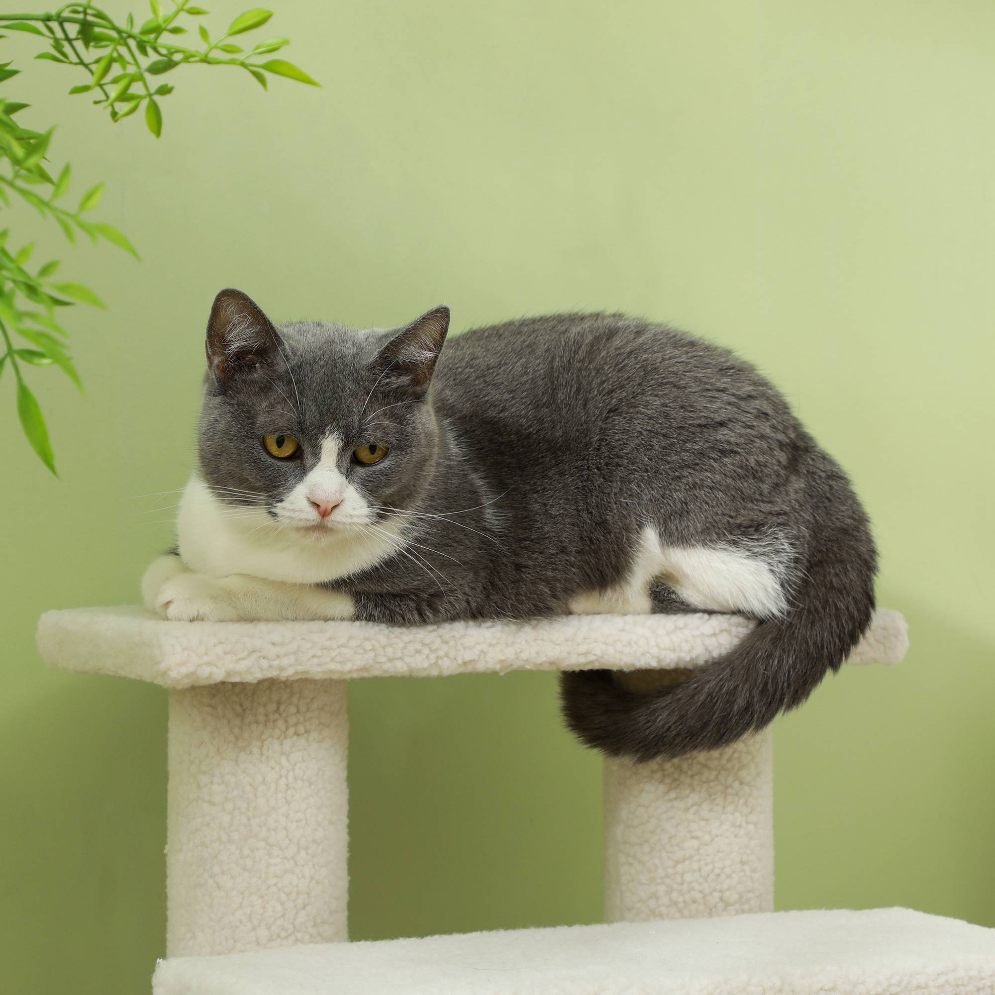 Escalier animaux 4 marches peluche aide montée chat chien blanc crème 60cm - ComfortXL Outdoor Living - Image 6