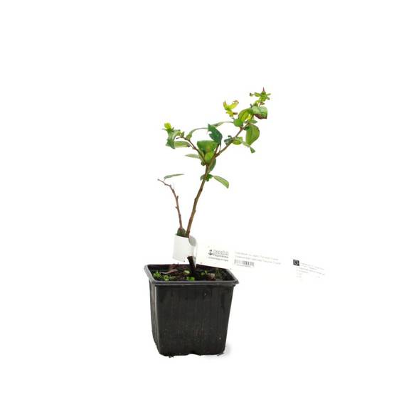 Cognassier du Japon 'Falconet Charlet' (Chaenomeles speciosa 'Falconnet Charlet') - Godet - Taille 15/30cm - Pépinières Naudet - Image 2