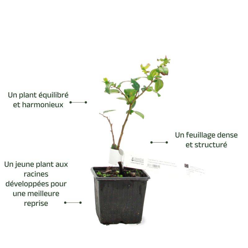 Cognassier du Japon 'Falconet Charlet' (Chaenomeles speciosa 'Falconnet Charlet') - Godet - Taille 15/30cm - Pépinières Naudet - Image 3