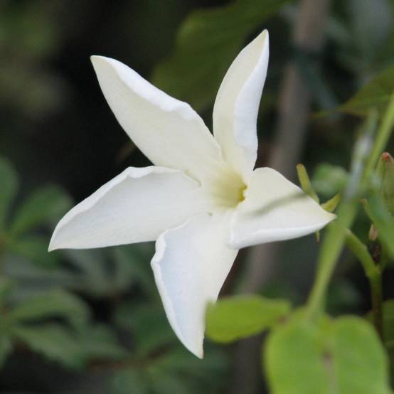 Jasmin du Chili à fleurs Blanche - feuillage Caduc - Pot de 3L - Echelle bambou 60/120 cm- hauteur à maturité De 2,00 m à 2,50 m - Image 1