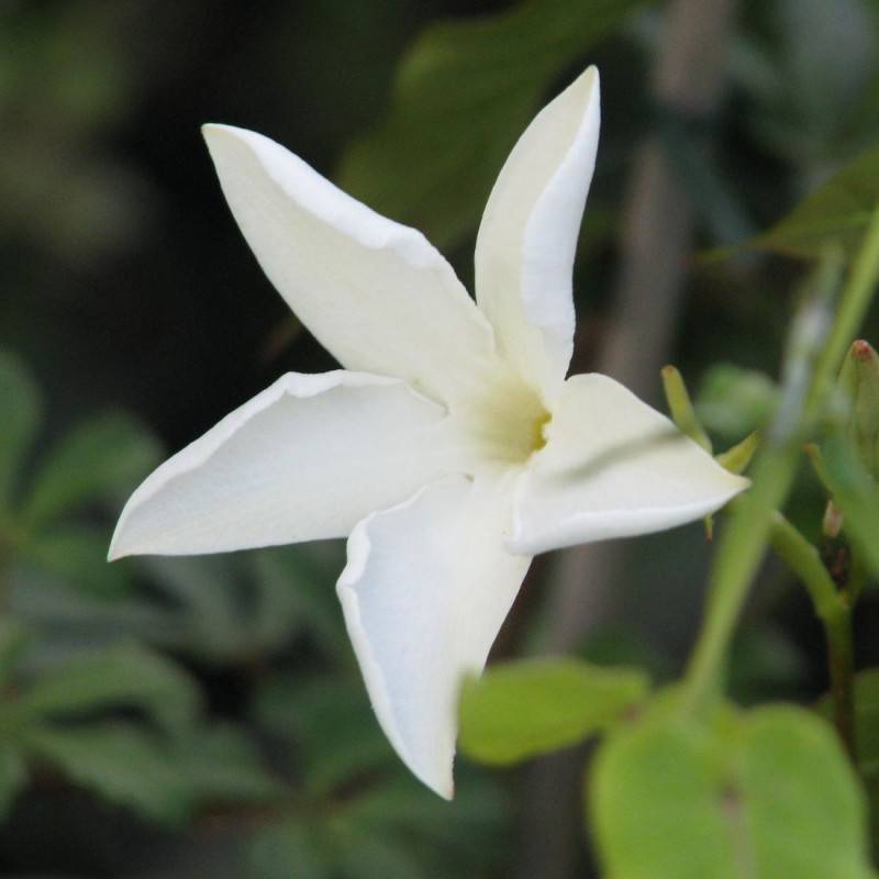 Jasmin du Chili à fleurs Blanche - feuillage Caduc - Pot de 3L - Echelle bambou 60/120 cm-  hauteur à maturité De 2,00 m à 2,50 m - Image 1