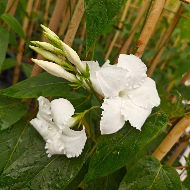 Jasmin du Chili à fleurs Blanche - feuillage Caduc - Pot de 3L - Echelle bambou 60/120 cm-  hauteur à maturité De 2,00 m à 2,50 m - Image 3