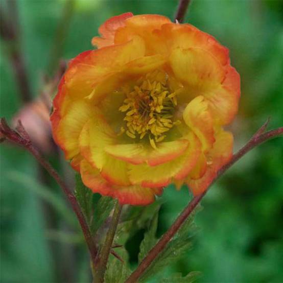 Geum Nonna - Benoîte Godet de 7/8 cm