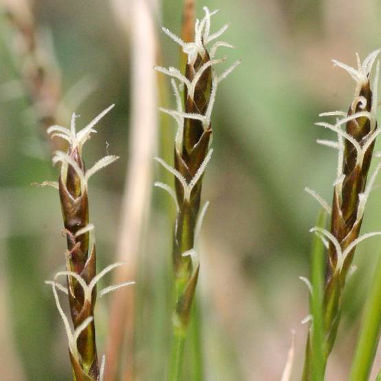 Promesse de Fleurs - Carex davalliana - Laîche de Davall Godet de 8/9 cm