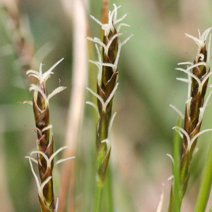 Promesse de Fleurs - Carex davalliana - Laîche de Davall Godet de 8/9 cm
