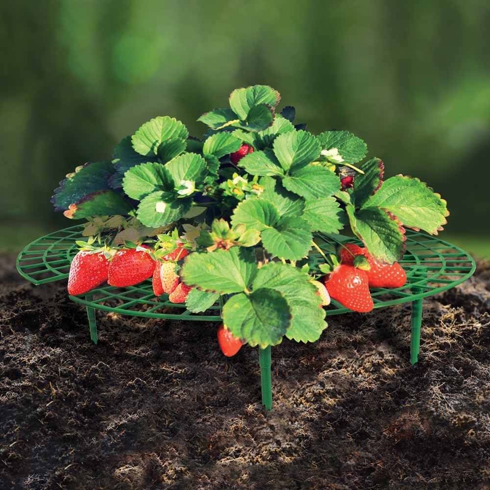 Terre Jardin - Support fraisier - Lot de 5 - Image 7