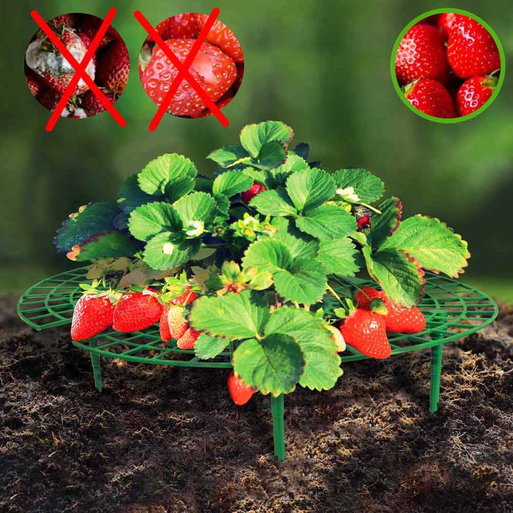 Terre Jardin - Support fraisier - Lot de 5 - Image 6