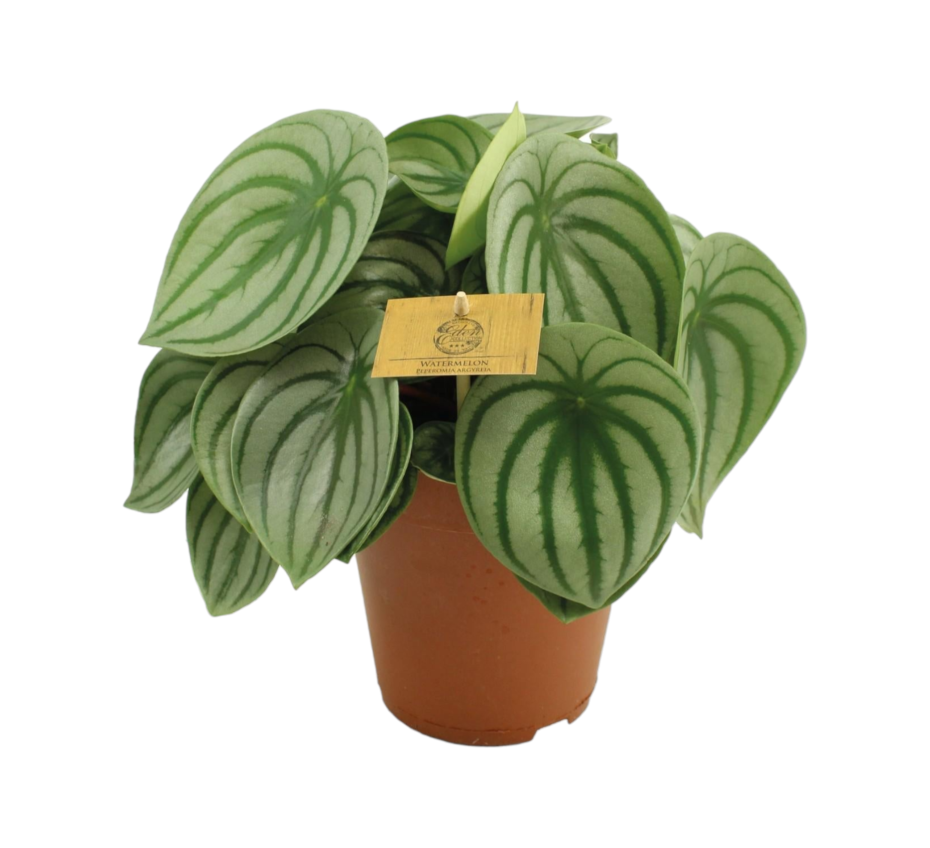 Peperomia Argyreia 25cm - Plante d'intérieur- La Green Touch - Image 1