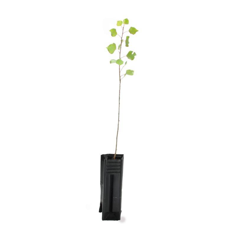 Peuplier noir d'Italie (Populus nigra 'Italica') - Godet - Taille 20/40cm - Pépinières Naudet - Image 3