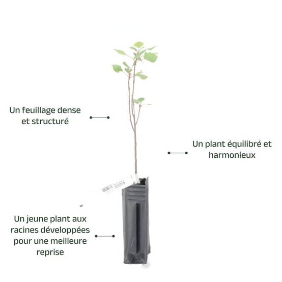 Peuplier noir d'Italie (Populus nigra 'Italica') - Godet - Taille 20/40cm - Pépinières Naudet - Image 4