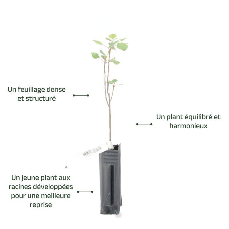 Peuplier noir d'Italie (Populus nigra 'Italica') - Godet - Taille 20/40cm - Pépinières Naudet - Image 4