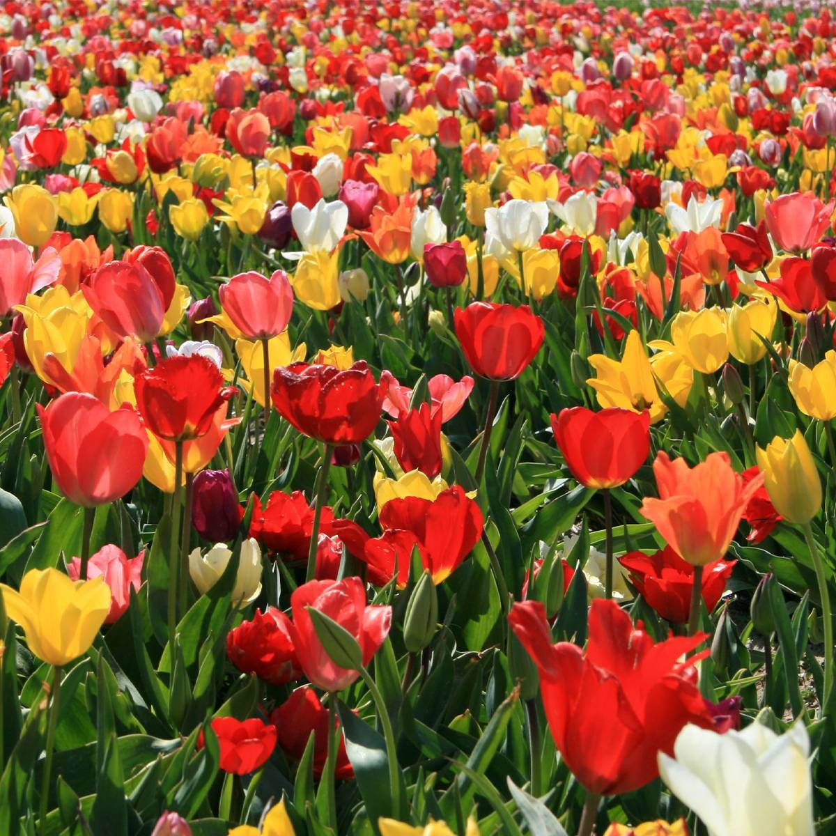 Promesse de Fleurs - Tulipes simples tardives en mélange Bulbe calibre 12+ (par 10)